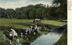 15554 Gezicht op een weiland met beplanting en koeien bij een sloot langs de Driebergsestraatweg te Zeist. N.B. De ...
